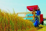 Nhiều ưu đãi cho DN đầu tư về nông nghiệp, nông thôn